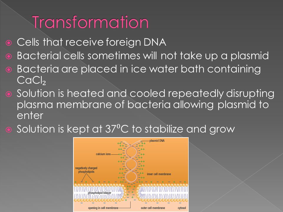  Cells that receive foreign DNA  Bacterial cells sometimes will not take up a plasmid  Bacteria are placed in ice water bath containing CaCl ₂  Solution is heated and cooled repeatedly disrupting plasma membrane of bacteria allowing plasmid to enter  Solution is kept at 37 ⁰ C to stabilize and grow