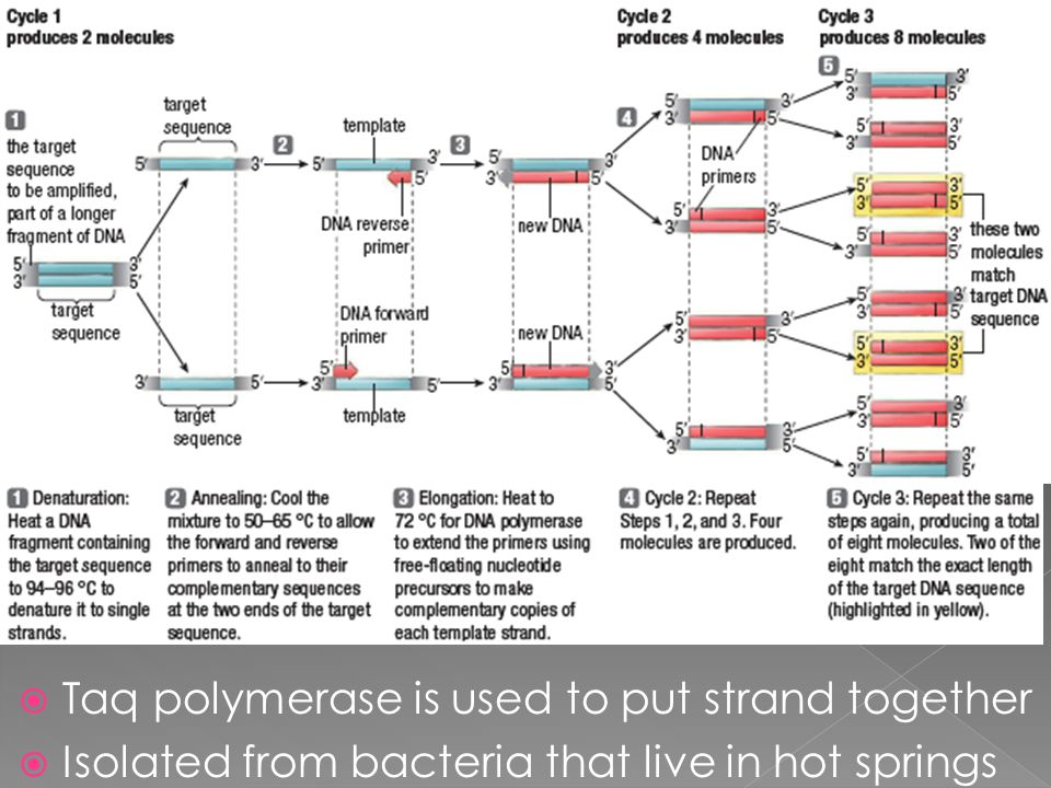  Taq polymerase is used to put strand together  Isolated from bacteria that live in hot springs