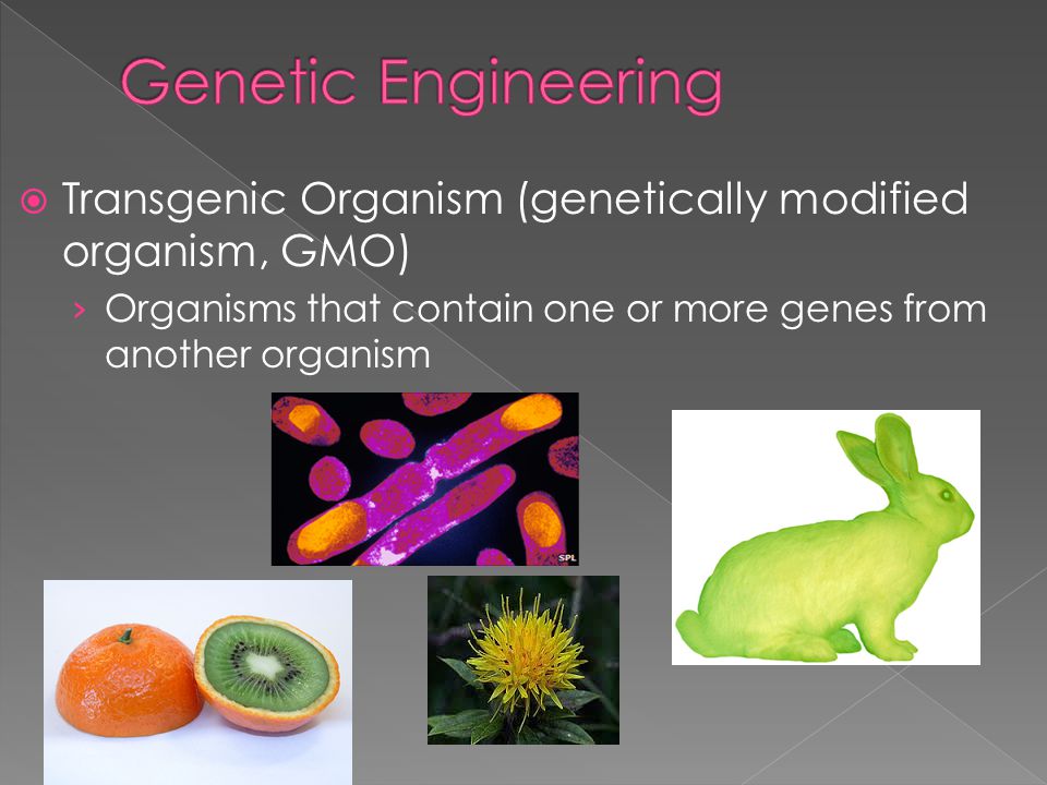  Transgenic Organism (genetically modified organism, GMO) › Organisms that contain one or more genes from another organism