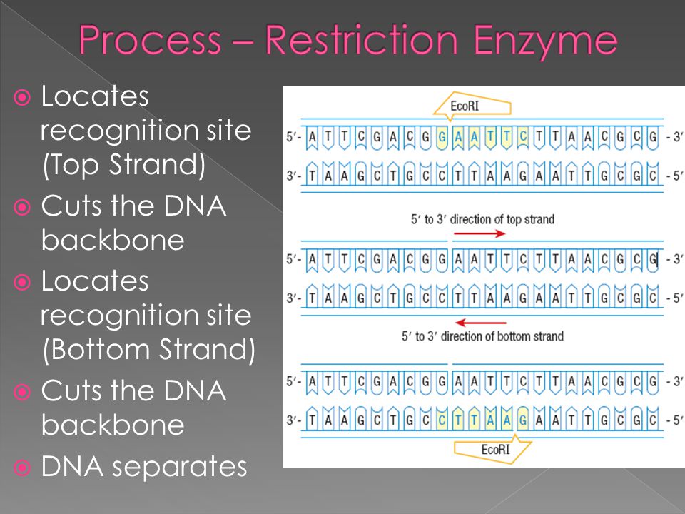  Locates recognition site (Top Strand)  Cuts the DNA backbone  Locates recognition site (Bottom Strand)  Cuts the DNA backbone  DNA separates