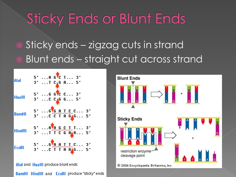  Sticky ends – zigzag cuts in strand  Blunt ends – straight cut across strand