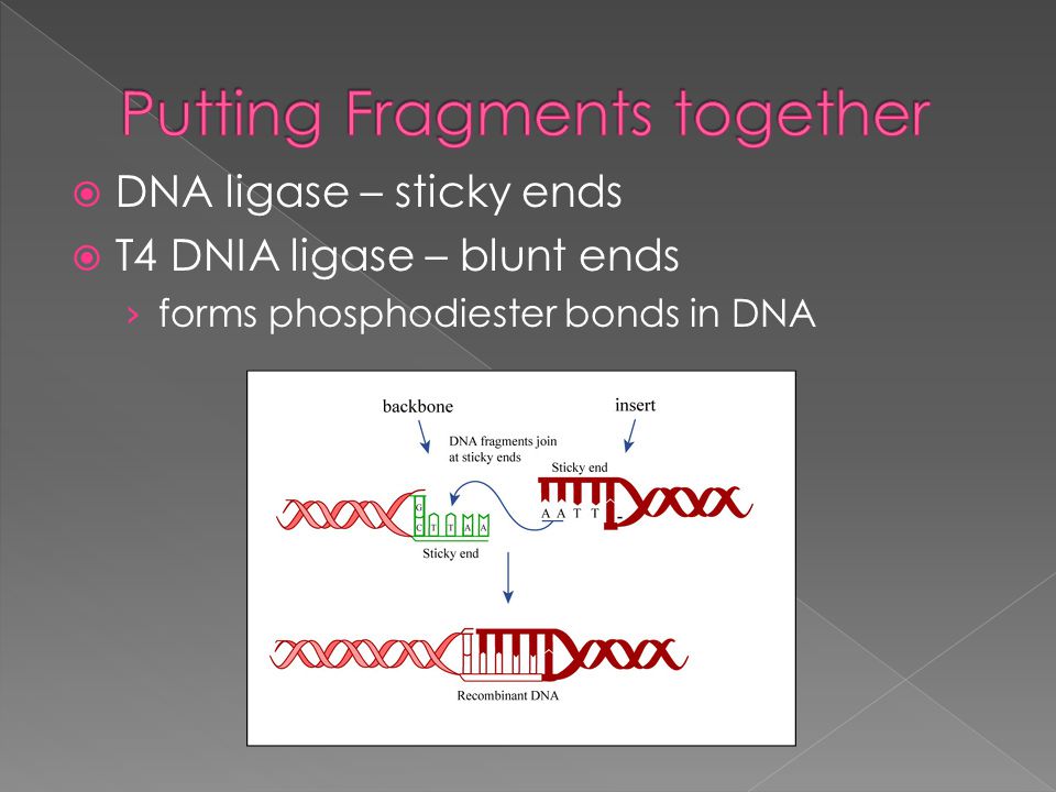 DNA ligase – sticky ends  T4 DNIA ligase – blunt ends › forms phosphodiester bonds in DNA