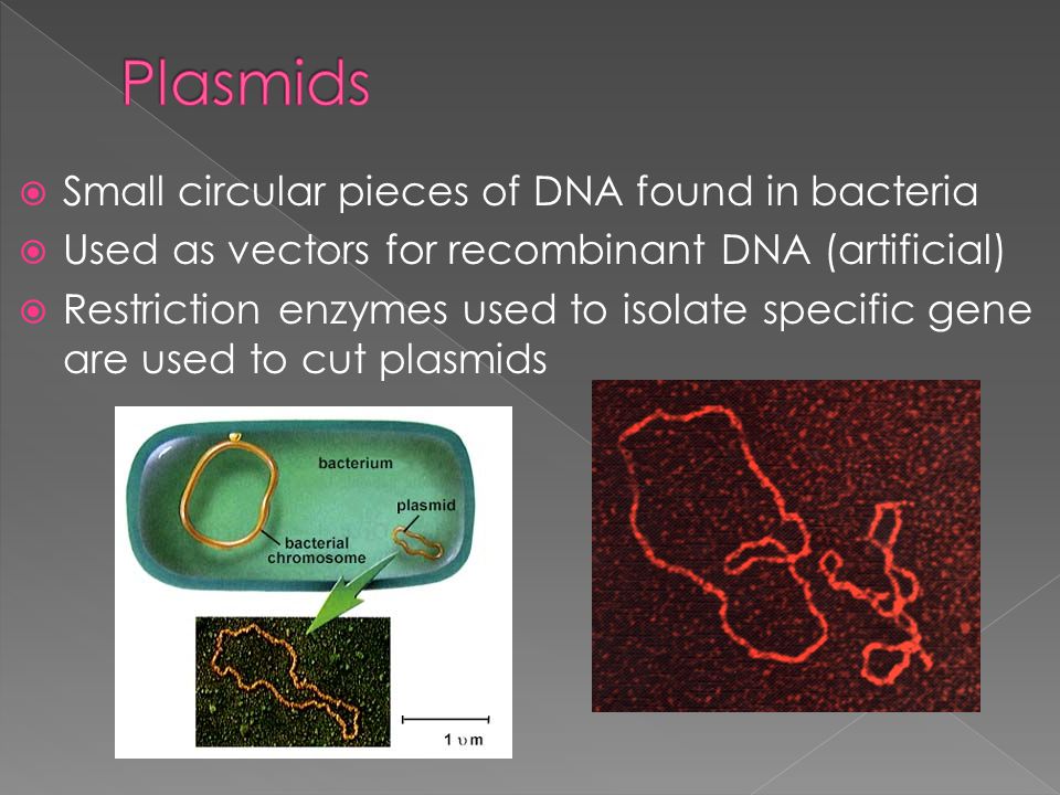  Small circular pieces of DNA found in bacteria  Used as vectors for recombinant DNA (artificial)  Restriction enzymes used to isolate specific gene are used to cut plasmids