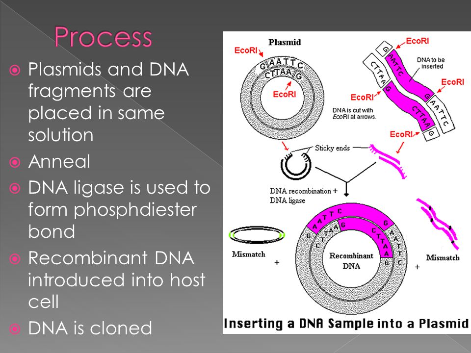  Plasmids and DNA fragments are placed in same solution  Anneal  DNA ligase is used to form phosphdiester bond  Recombinant DNA introduced into host cell  DNA is cloned