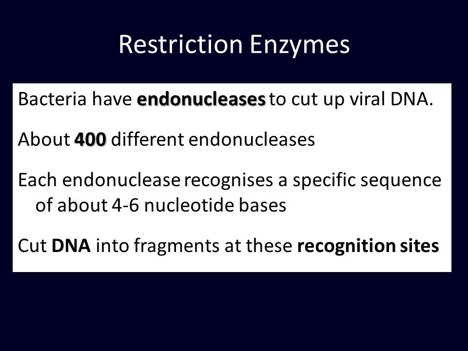 Restriction Enzymes endonucleases Bacteria have endonucleases to cut up viral DNA.