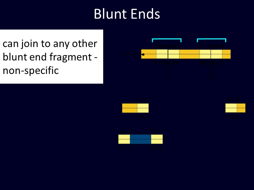 C C C G G G C C C G G G C C C G G G C C C Blunt Ends can join to any other blunt end fragment - non-specific cut C C C G G G C C C G G G C C C G G G C C C DNA