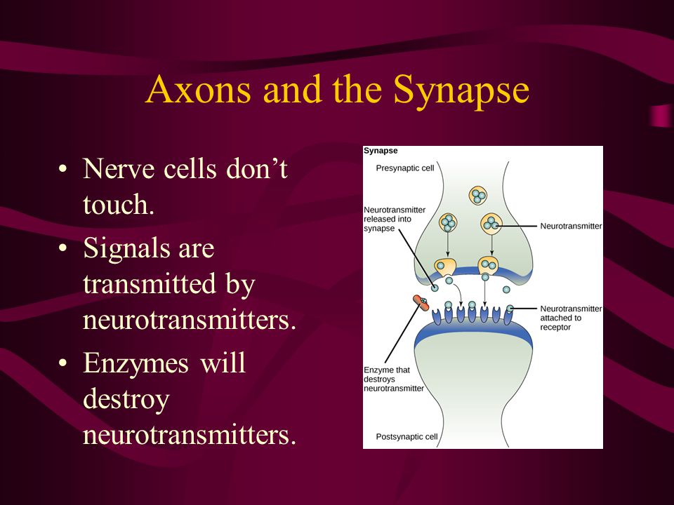 Axons and the Synapse Nerve cells don’t touch. Signals are transmitted by neurotransmitters.