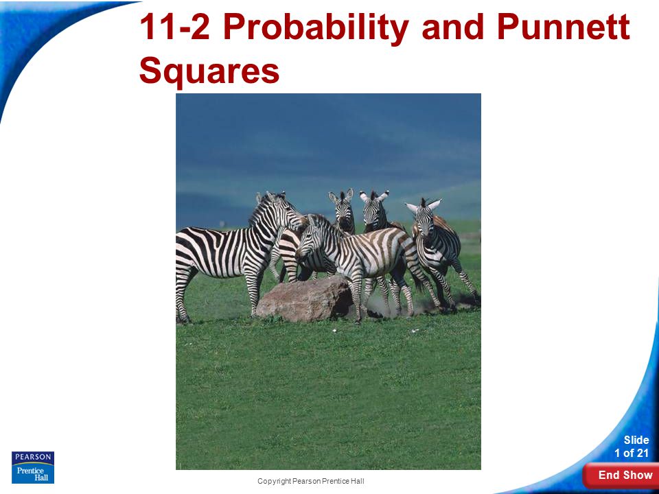 End Show Slide 1 of 21 Copyright Pearson Prentice Hall 11-2 Probability and Punnett Squares