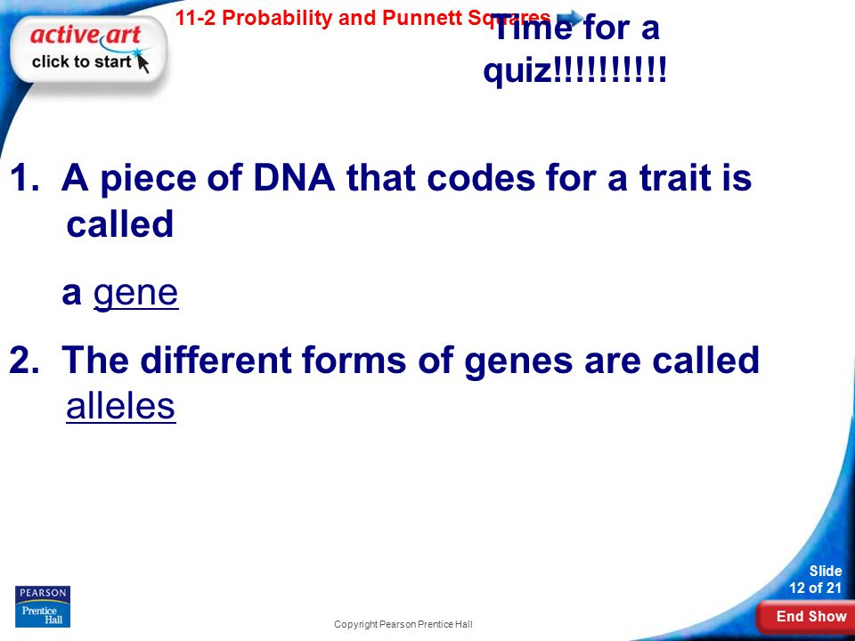 End Show 11-2 Probability and Punnett Squares Slide 12 of 21 Copyright Pearson Prentice Hall Time for a quiz!!!!!!!!!.