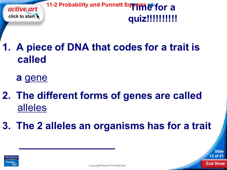 End Show 11-2 Probability and Punnett Squares Slide 13 of 21 Copyright Pearson Prentice Hall Time for a quiz!!!!!!!!!.