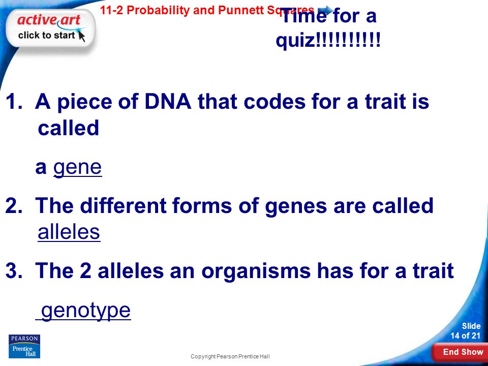 End Show 11-2 Probability and Punnett Squares Slide 14 of 21 Copyright Pearson Prentice Hall Time for a quiz!!!!!!!!!.