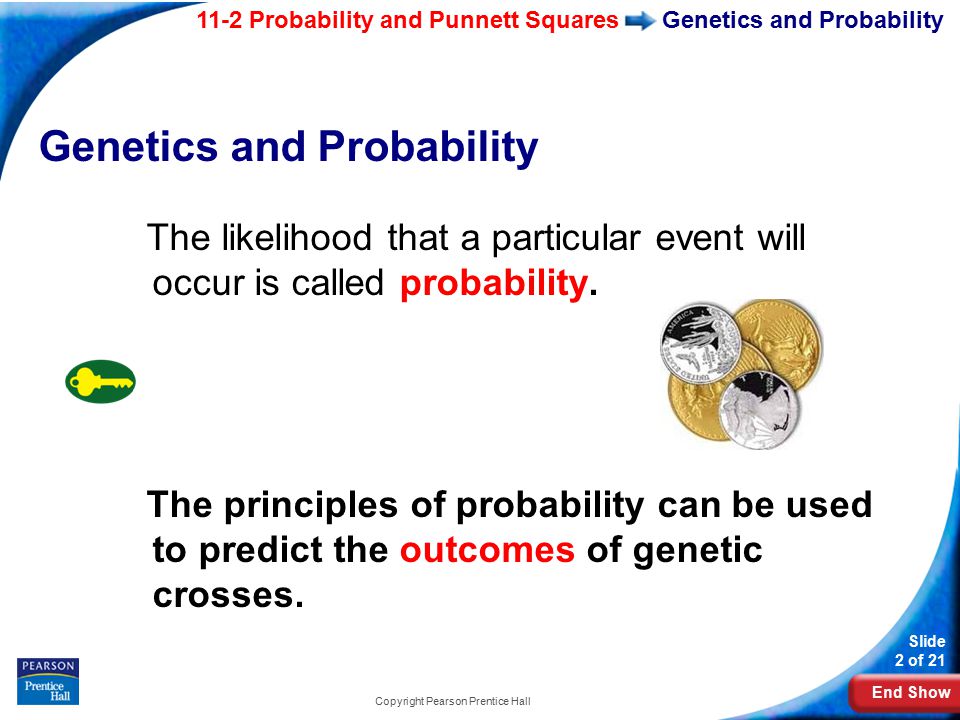 End Show 11-2 Probability and Punnett Squares Slide 2 of 21 Copyright Pearson Prentice Hall Genetics and Probability The likelihood that a particular event will occur is called probability.
