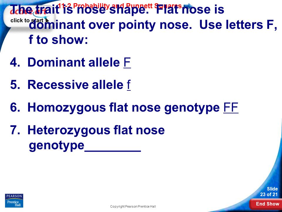 End Show 11-2 Probability and Punnett Squares Slide 23 of 21 Copyright Pearson Prentice Hall The trait is nose shape.