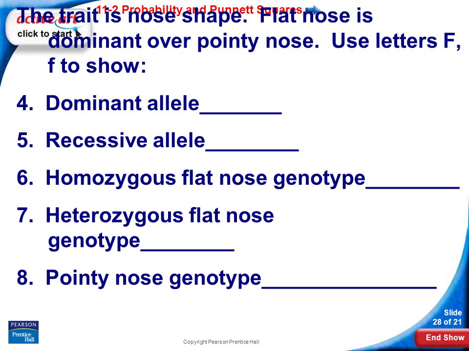 End Show 11-2 Probability and Punnett Squares Slide 28 of 21 Copyright Pearson Prentice Hall The trait is nose shape.