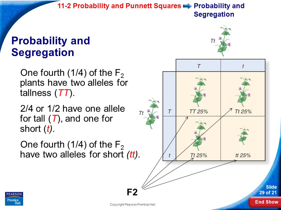 End Show 11-2 Probability and Punnett Squares Slide 29 of 21 Copyright Pearson Prentice Hall Probability and Segregation One fourth (1/4) of the F 2 plants have two alleles for tallness (TT).