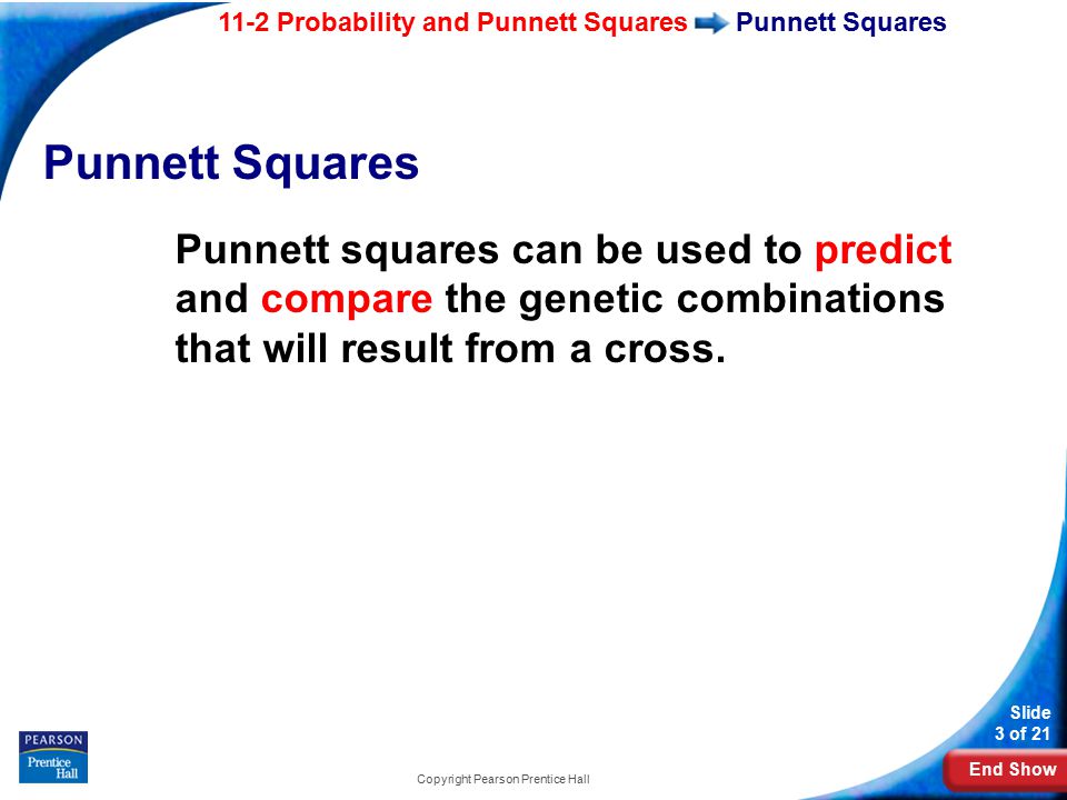 End Show 11-2 Probability and Punnett Squares Slide 3 of 21 Copyright Pearson Prentice Hall Punnett Squares Punnett squares can be used to predict and compare the genetic combinations that will result from a cross.