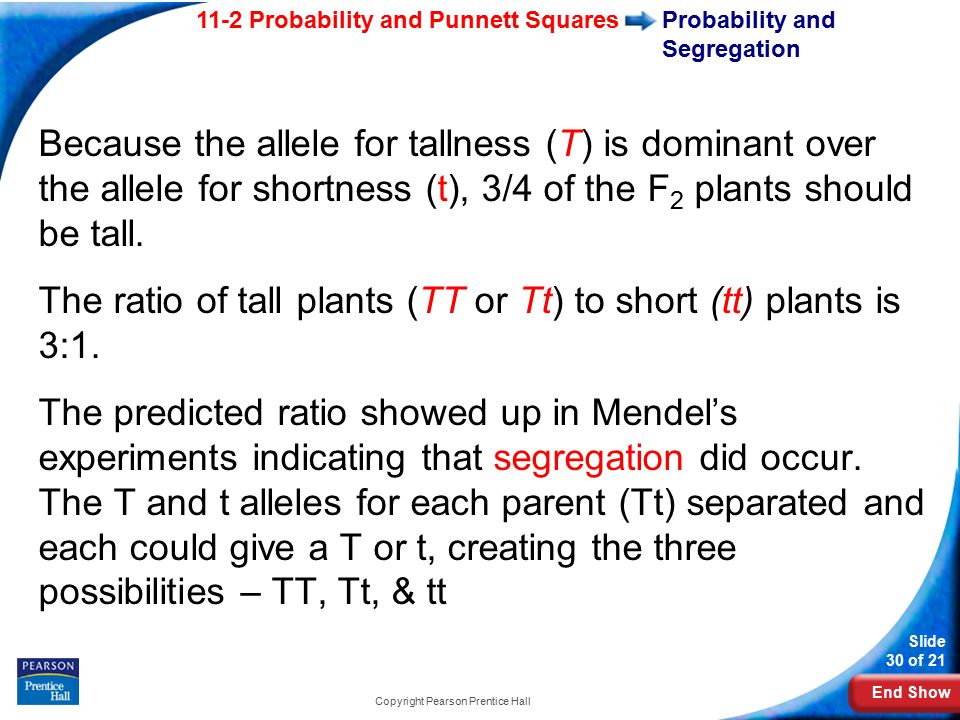 End Show 11-2 Probability and Punnett Squares Slide 30 of 21 Copyright Pearson Prentice Hall Probability and Segregation Because the allele for tallness (T) is dominant over the allele for shortness (t), 3/4 of the F 2 plants should be tall.