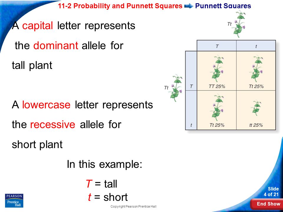 End Show 11-2 Probability and Punnett Squares Slide 4 of 21 Copyright Pearson Prentice Hall A capital letter represents the dominant allele for tall plant A lowercase letter represents the recessive allele for short plant In this example: T = tall t = short Punnett Squares