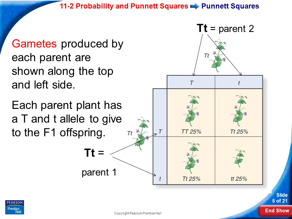 End Show 11-2 Probability and Punnett Squares Slide 5 of 21 Copyright Pearson Prentice Hall Gametes produced by each parent are shown along the top and left side.