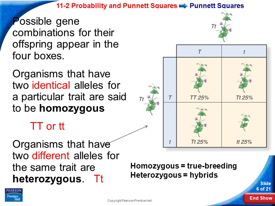 End Show 11-2 Probability and Punnett Squares Slide 6 of 21 Copyright Pearson Prentice Hall Punnett Squares Possible gene combinations for their offspring appear in the four boxes.