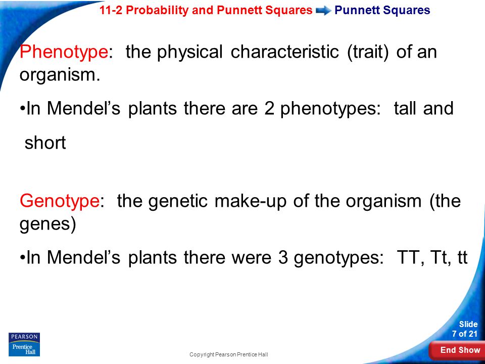 End Show 11-2 Probability and Punnett Squares Slide 7 of 21 Copyright Pearson Prentice Hall Punnett Squares Phenotype: the physical characteristic (trait) of an organism.