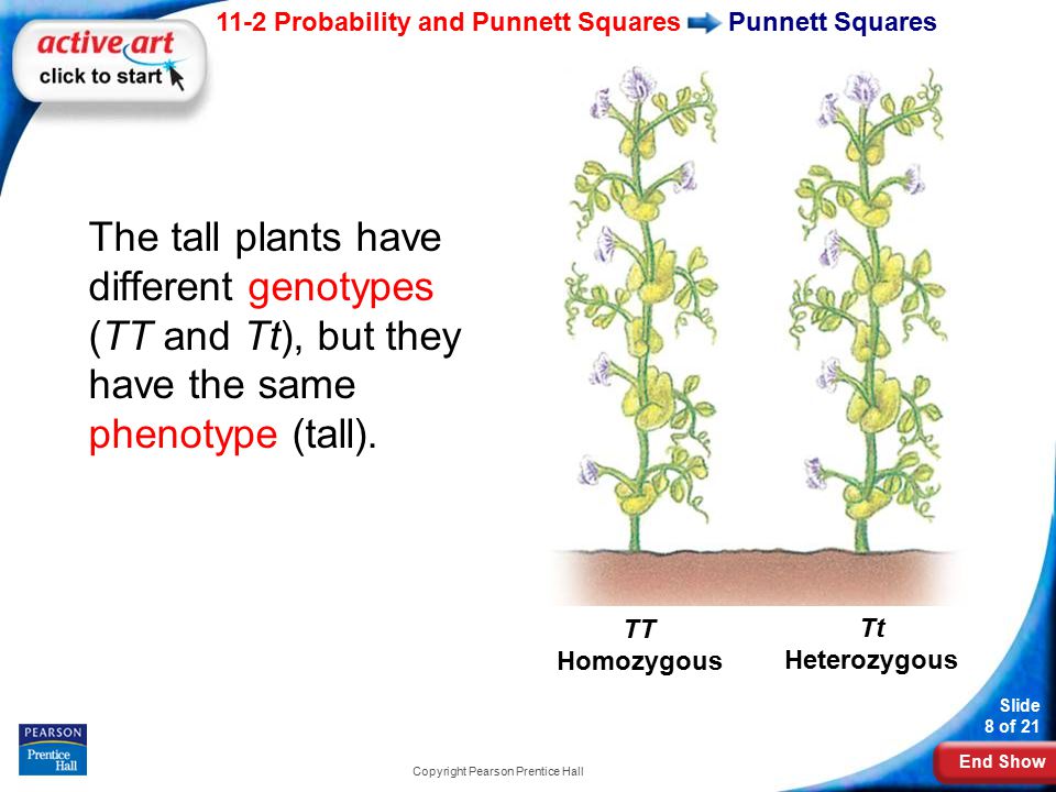 End Show 11-2 Probability and Punnett Squares Slide 8 of 21 Copyright Pearson Prentice Hall Punnett Squares The tall plants have different genotypes (TT and Tt), but they have the same phenotype (tall).
