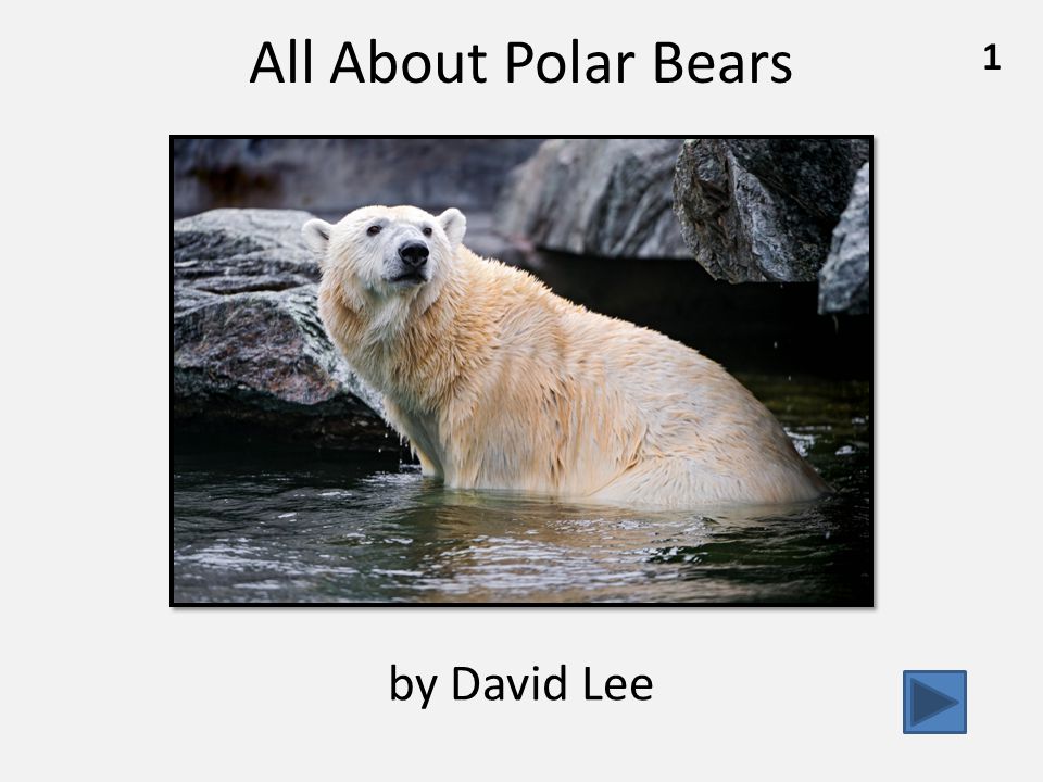 All About Polar Bears 1 by David Lee