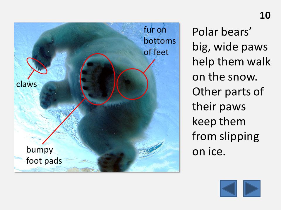 Polar bears’ big, wide paws help them walk on the snow.