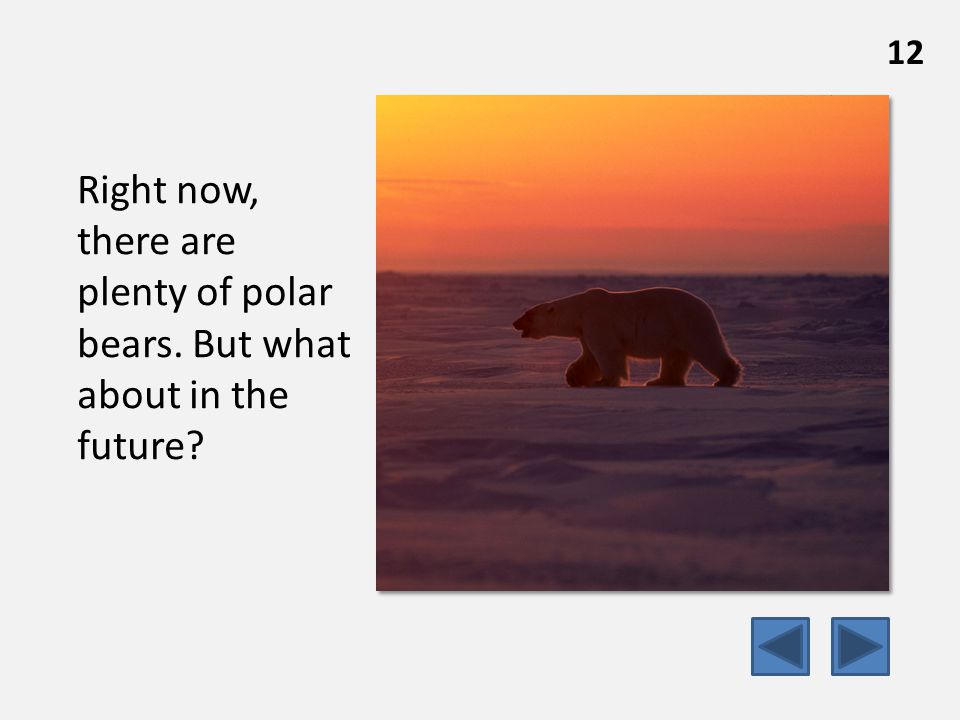 12 Right now, there are plenty of polar bears. But what about in the future