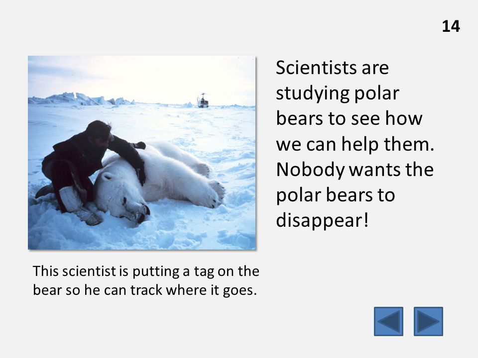 Scientists are studying polar bears to see how we can help them.