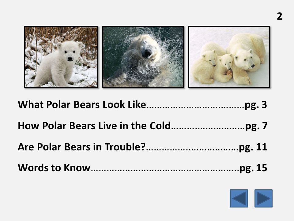What Polar Bears Look Like……………………….………pg. 3 How Polar Bears Live in the Cold……….………………pg.