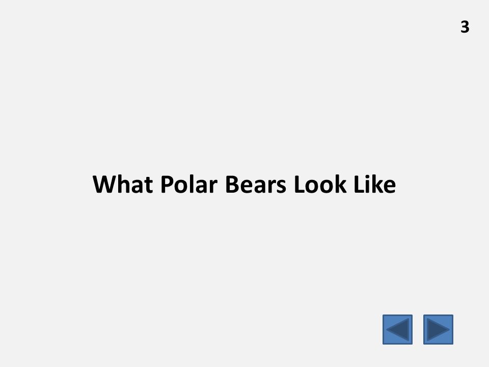 What Polar Bears Look Like 3