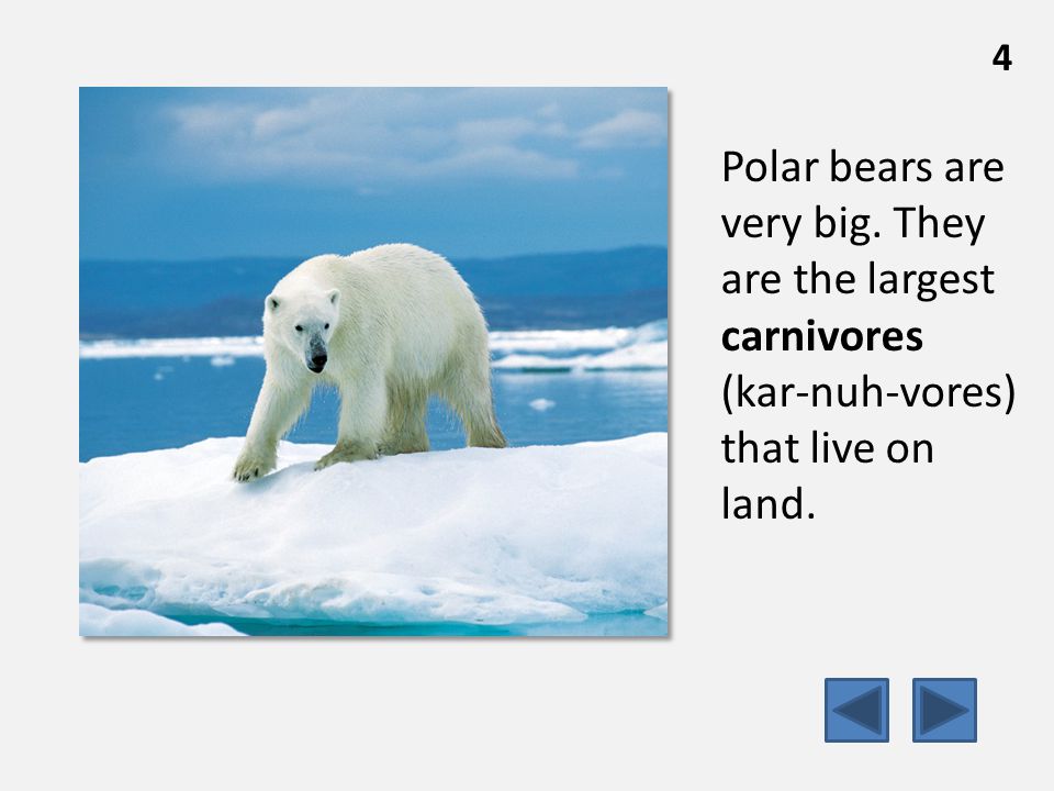 Polar bears are very big. They are the largest carnivores (kar-nuh-vores) that live on land. 4