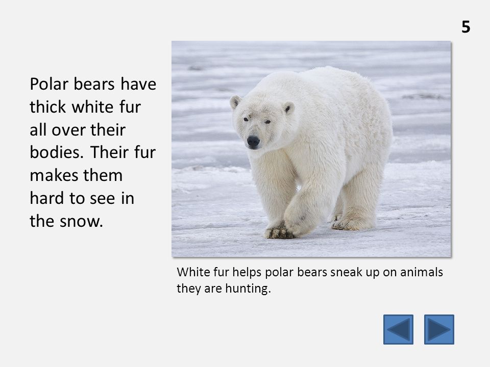 Polar bears have thick white fur all over their bodies.