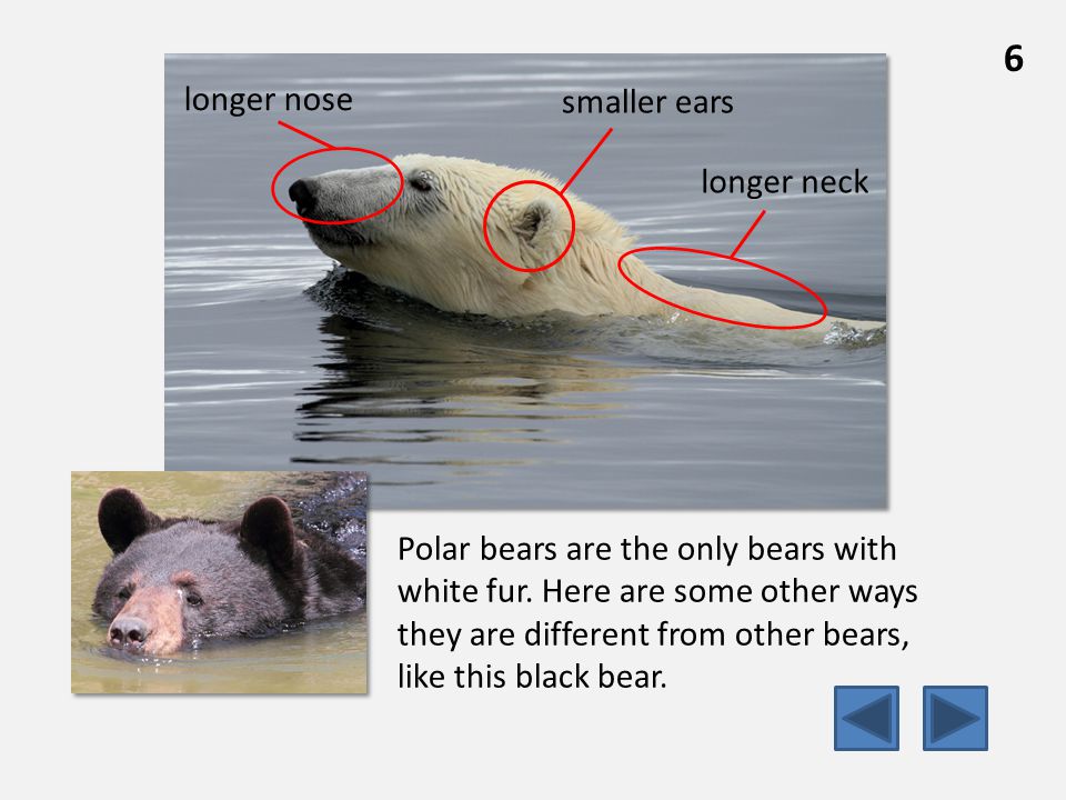 6 Polar bears are the only bears with white fur.