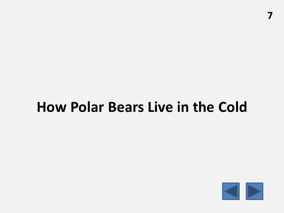 How Polar Bears Live in the Cold 7