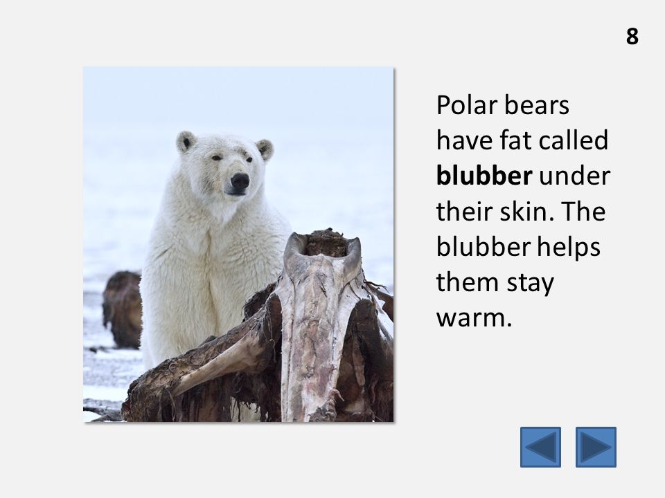 Polar bears have fat called blubber under their skin. The blubber helps them stay warm. 8