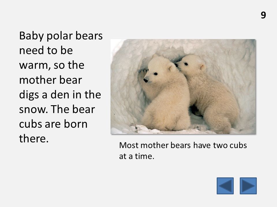 Baby polar bears need to be warm, so the mother bear digs a den in the snow.