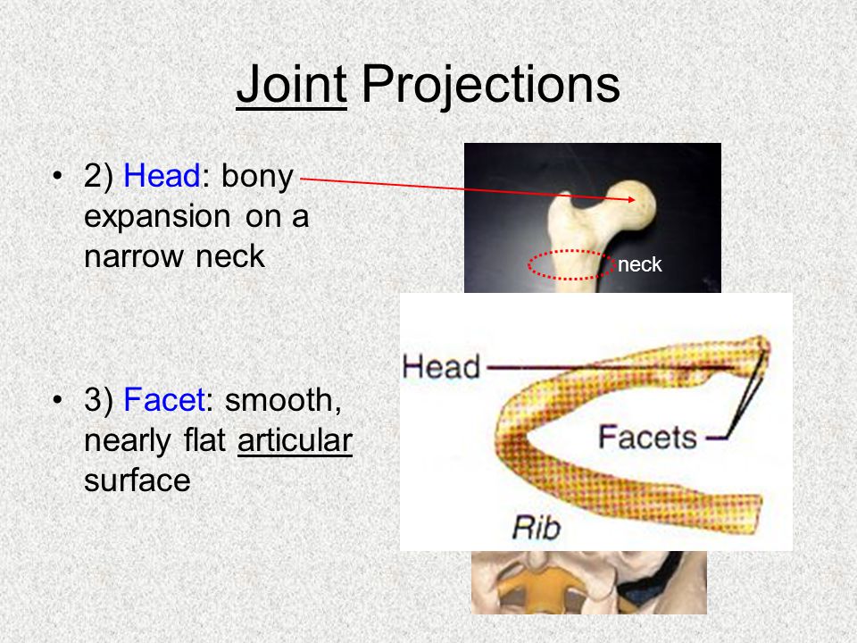 Bones POWERPOINT. Join Project. Joined project