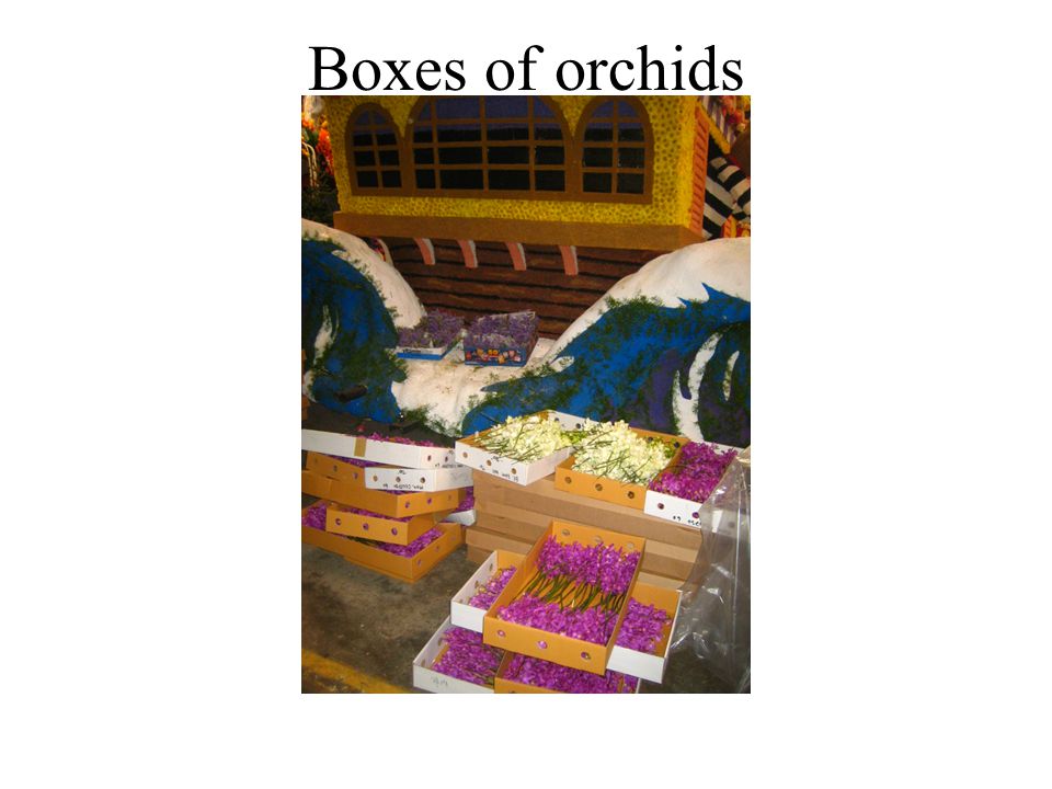 Boxes of orchids