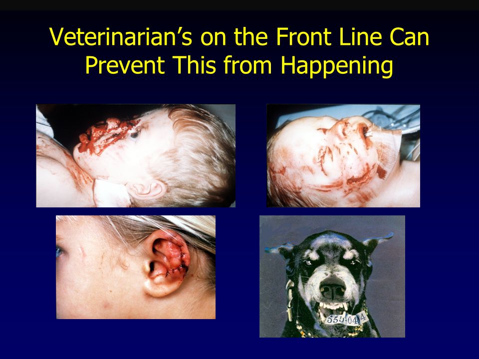 Veterinarian’s on the Front Line Can Prevent This from Happening