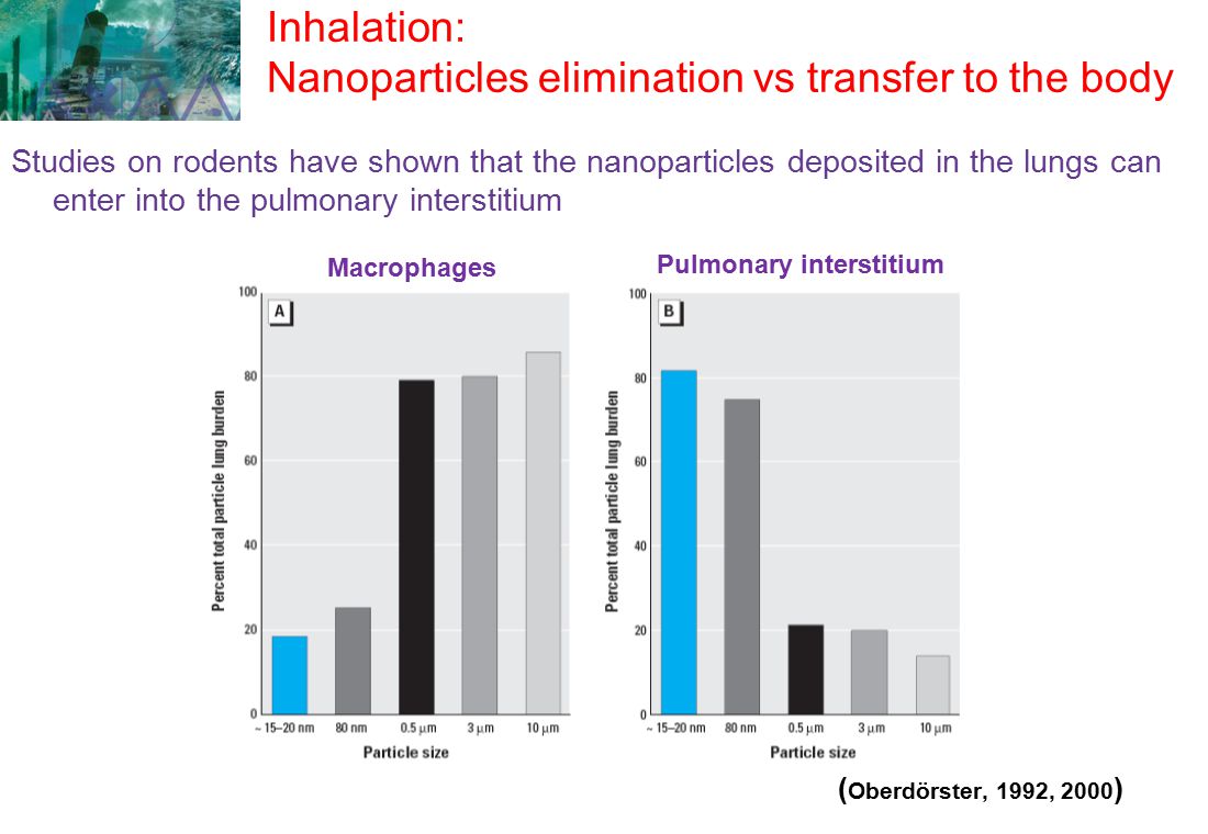 Inhalation: Nanoparticles elimination vs transfer to the body Studies on rodents have shown that the nanoparticles deposited in the lungs can enter into the pulmonary interstitium ( Oberdörster, 1992, 2000 ) Macrophages Pulmonary interstitium