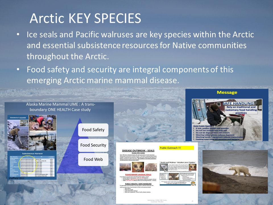 Arctic KEY SPECIES Stimmelmayr ALASKA UME Onsite Coordinator US-CAN, Ice seals and Pacific walruses are key species within the Arctic and essential subsistence resources for Native communities throughout the Arctic.