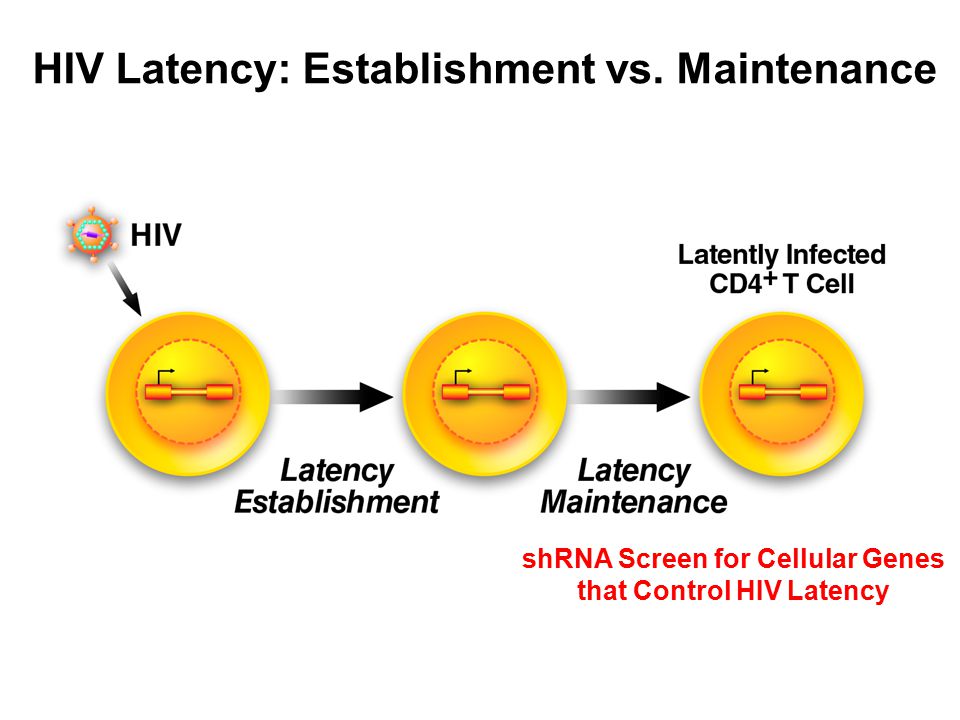 HIV Latency: Establishment vs. Maintenance shRNA Screen for Cellular Genes that Control HIV Latency