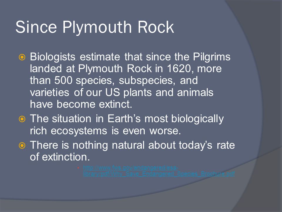 Since Plymouth Rock  Biologists estimate that since the Pilgrims landed at Plymouth Rock in 1620, more than 500 species, subspecies, and varieties of our US plants and animals have become extinct.