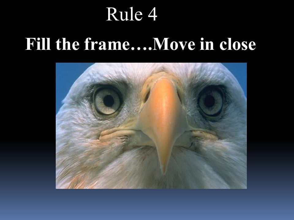 Rule 4 Fill the frame….Move in close