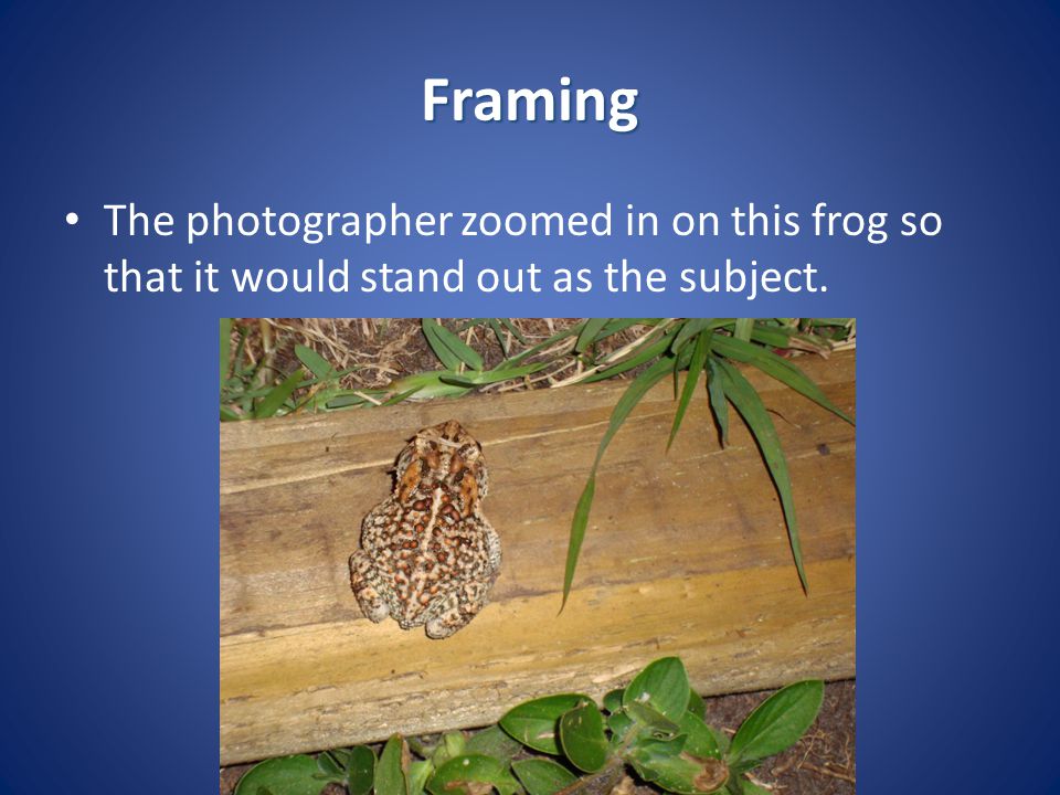 Framing The photographer zoomed in on this frog so that it would stand out as the subject.
