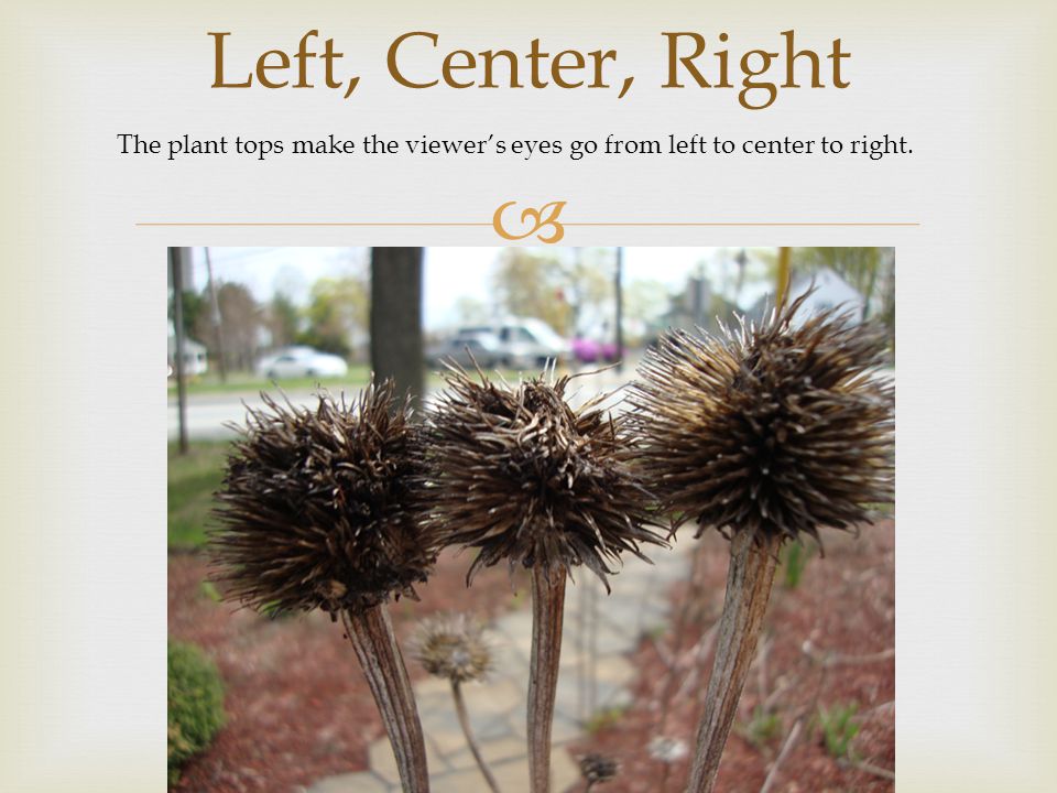  Left, Center, Right The plant tops make the viewer’s eyes go from left to center to right.