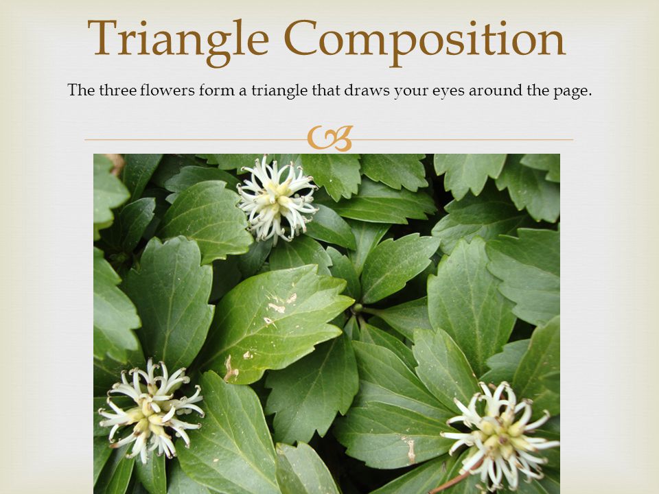  Triangle Composition The three flowers form a triangle that draws your eyes around the page.