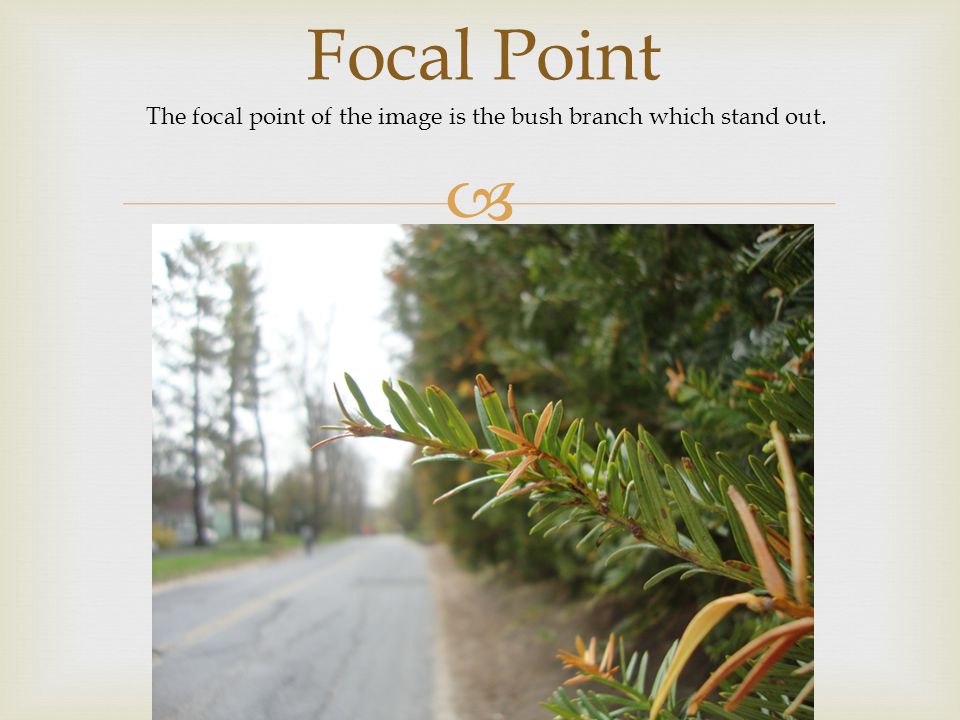 Focal Point The focal point of the image is the bush branch which stand out.